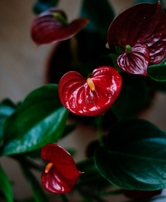 planta decorativa de interior
