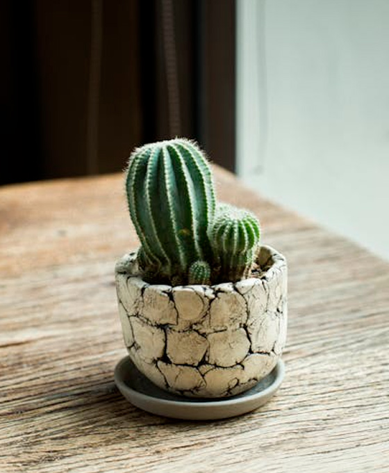 plantas con maceta decorativa