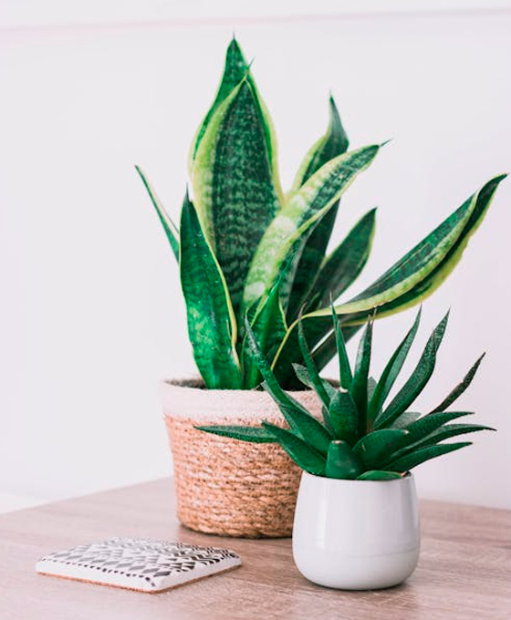 Lengua de Suegra plantas de interior