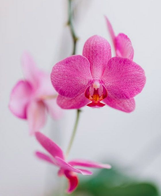 Orquídeas para regalo