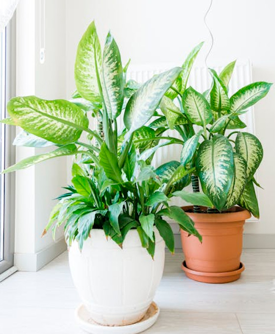 Diffenbachia decorativa